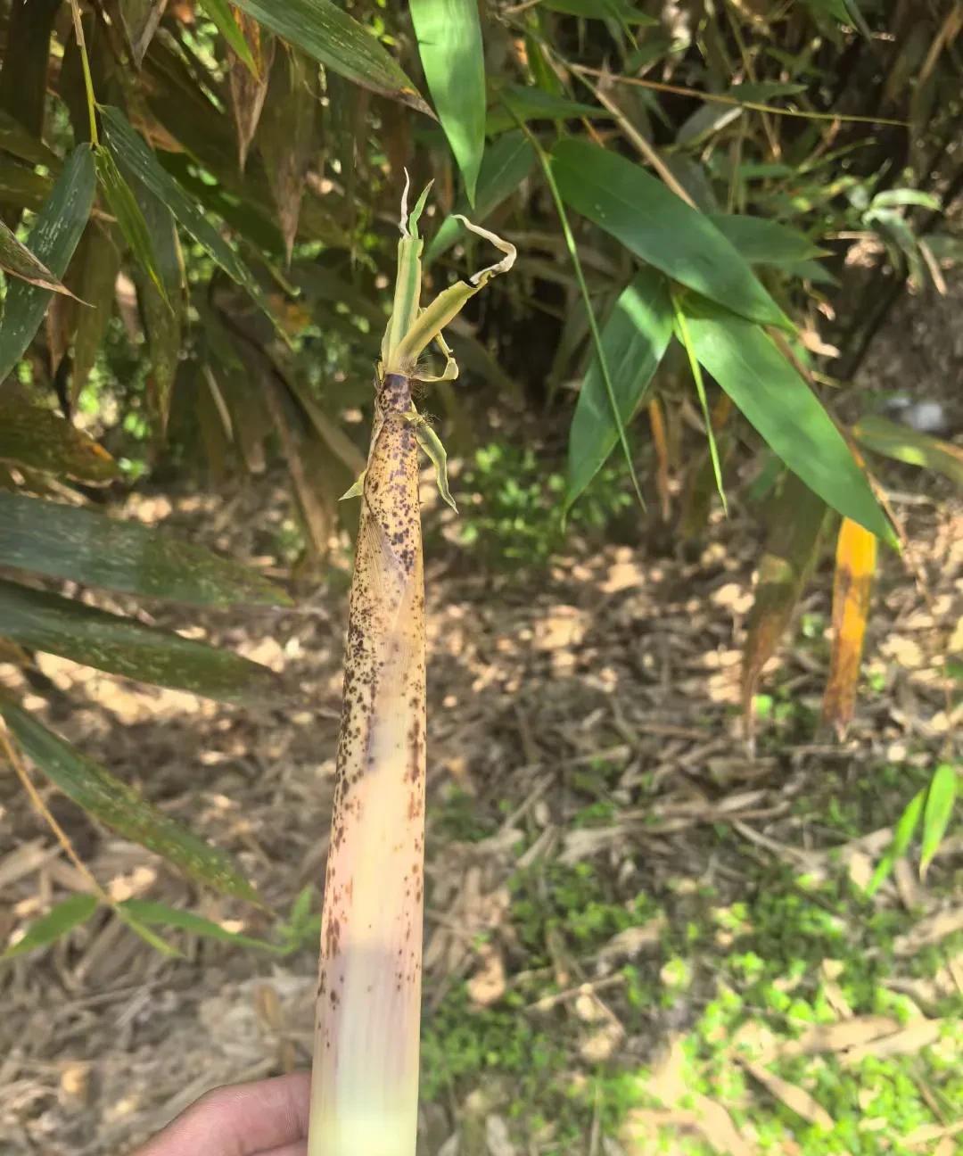 家庭温馨的三大生肖
家庭温馨与否和生肖有关？这听起来有点玄乎，但也挺有趣。像生肖