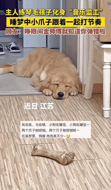 万物皆有灵性！主人在练琴，狗狗乖乖的趴在一边，闭着眼睛跟随着主人的音乐节奏用爪子