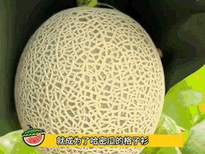原来哈密瓜表面的纹路是“妊娠纹”啊[捂脸]