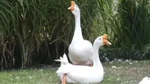 这个在冬天被低估的家禽！御寒温补不燥，可惜一直被忽略