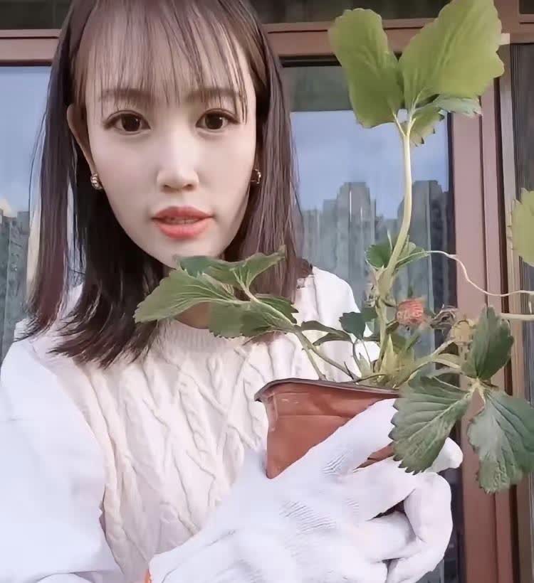 马蓉在澳洲，估计后槽牙都咬碎了吧