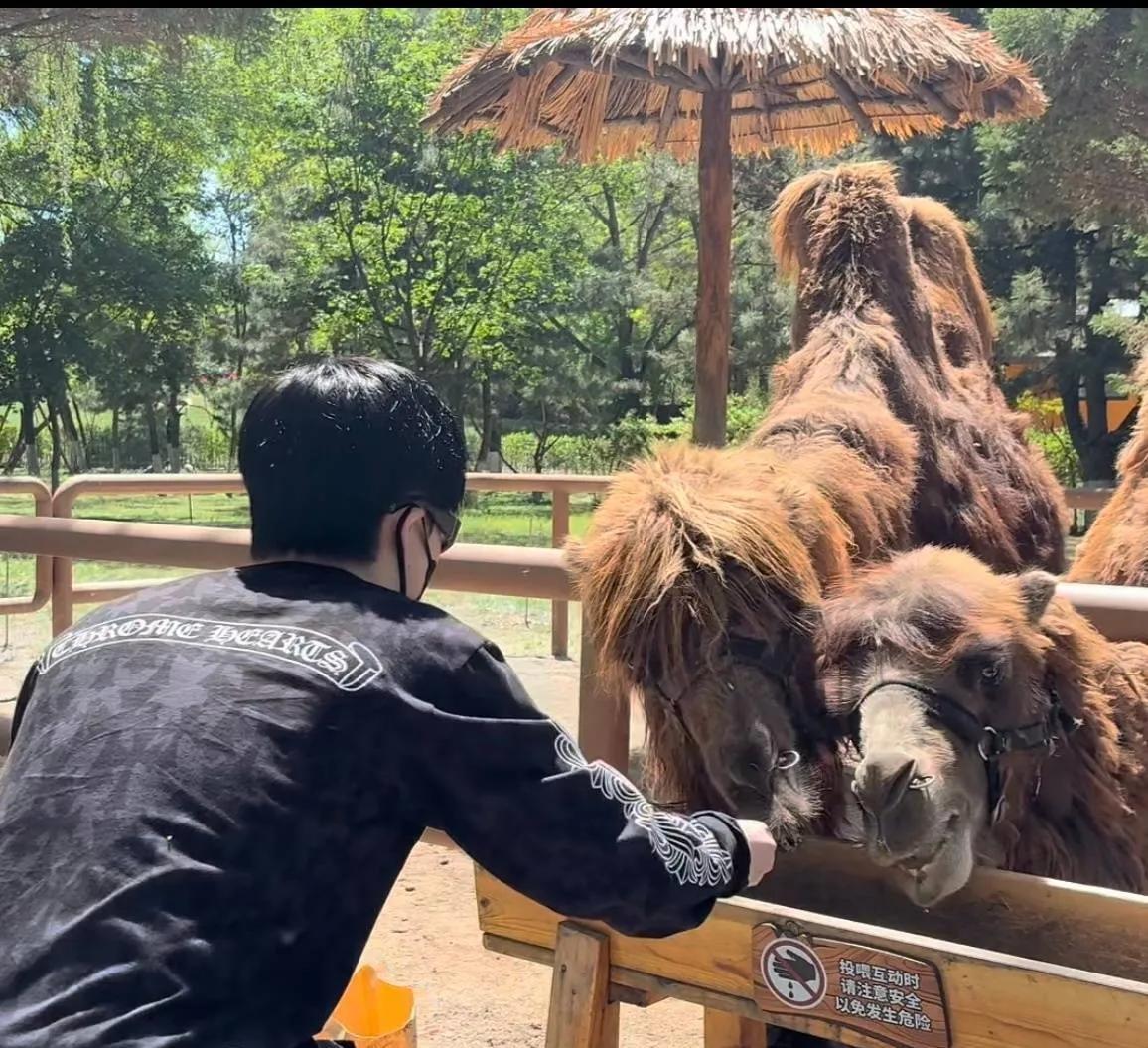 王楚钦逛个动物园都能上热搜！
一举一动都被广大网民热烈关注。
动物园里有什么我们