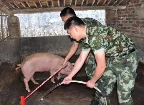 部队基层连队养猪、种菜的情况在不同时期和不同地区有所差异。
在过去，尤其是上世纪