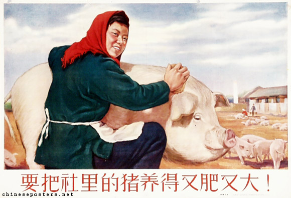 老版宣传画：要把社里的猪养得又肥又大!