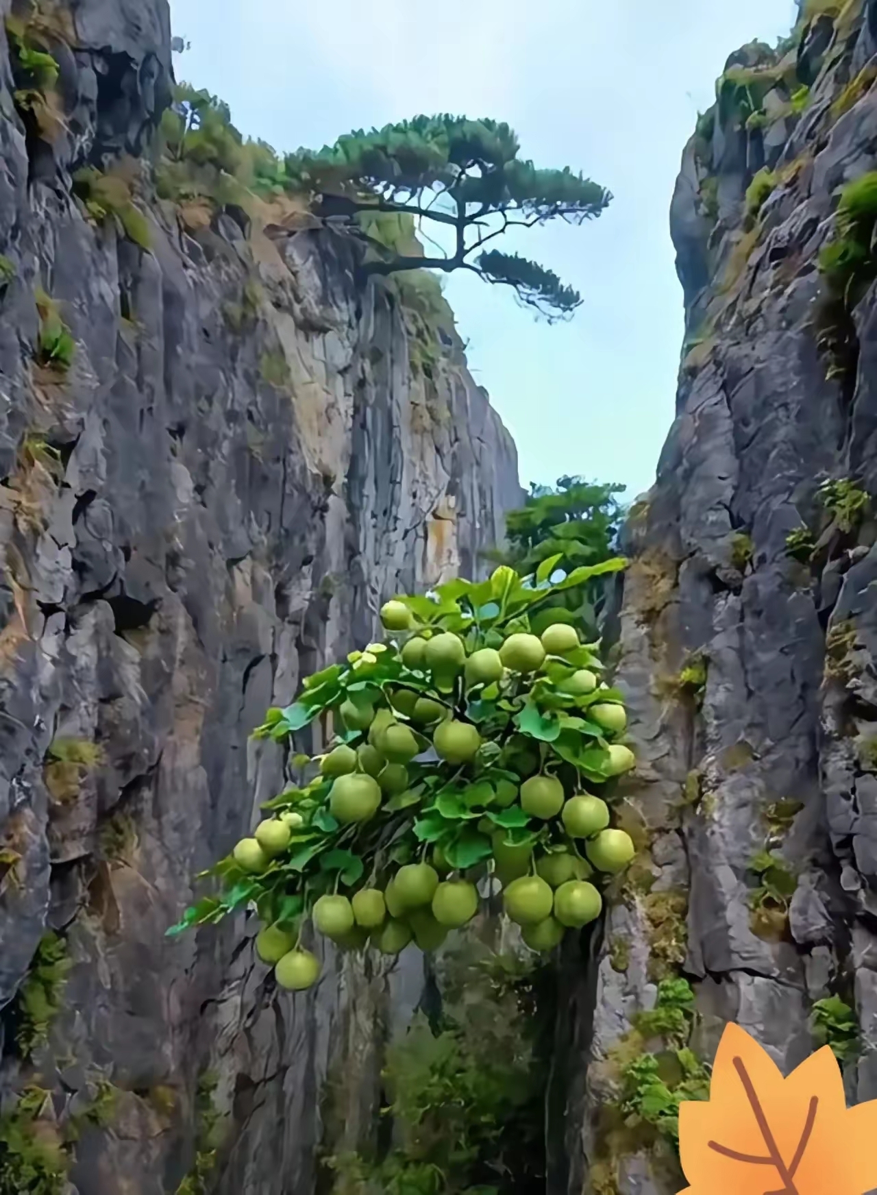 陡峭悬崖间，竟挂着满枝青果子！这是藏在山间的隐秘美味吗？无人知晓。你，能认出这悬