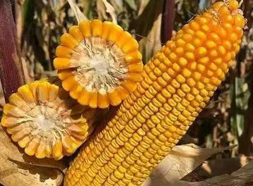 为什么玉米被认为是“外星植物”？一位种了半辈子地的老人告诉我，90%的人都不知道