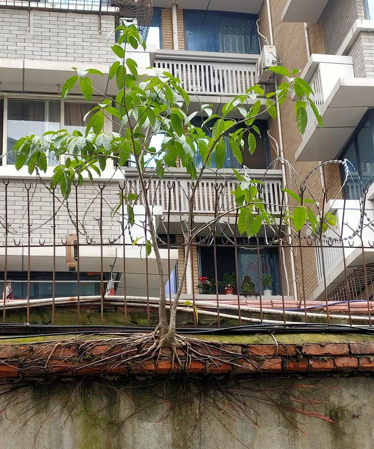 强者，一定不要抱怨环境，如果再给它二十年，它能长成参天大树吗？