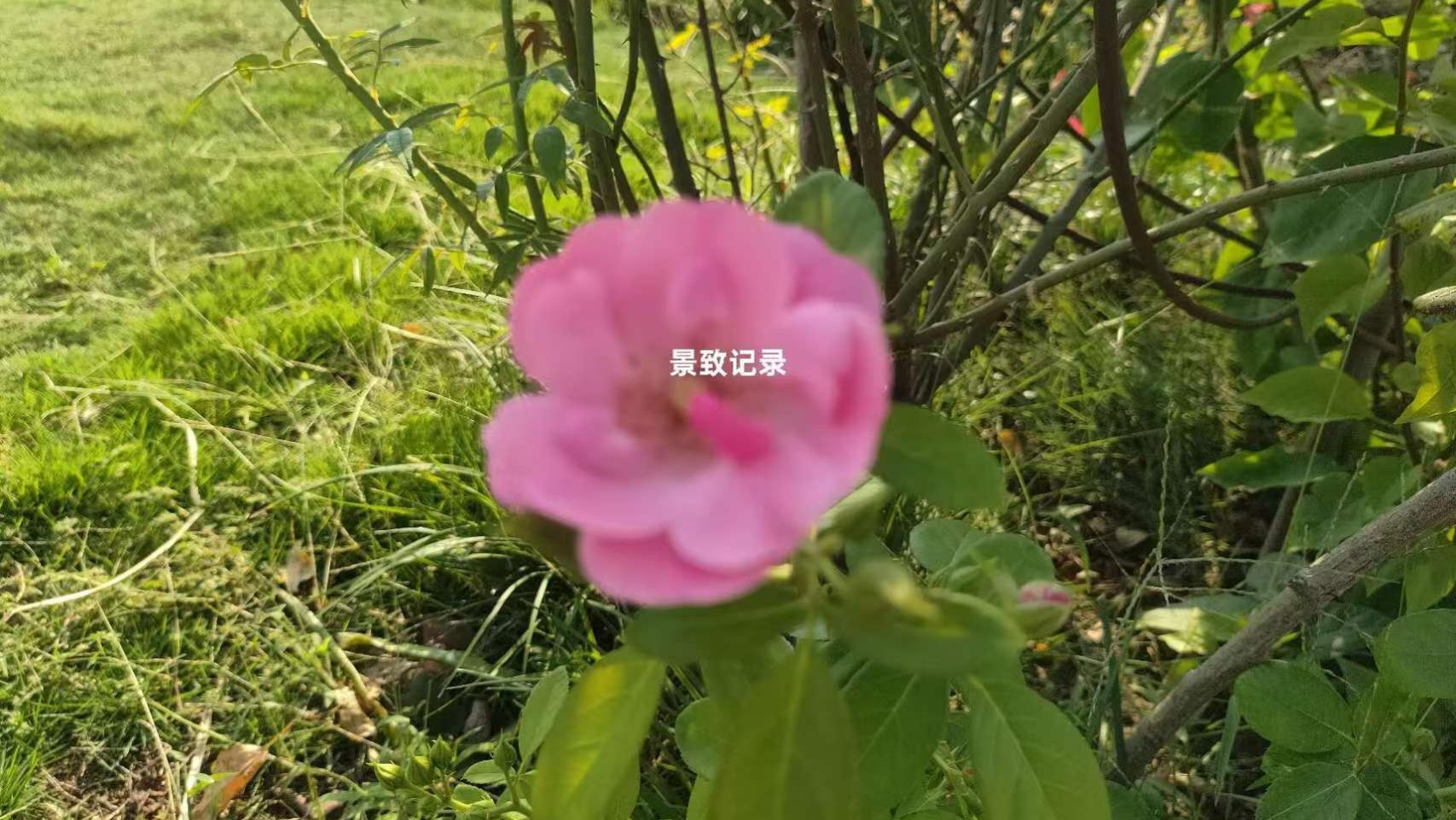 景致记录：美国最古怪之旅程，狄更斯虽未伤筋动骨，皮肉蹭破不少