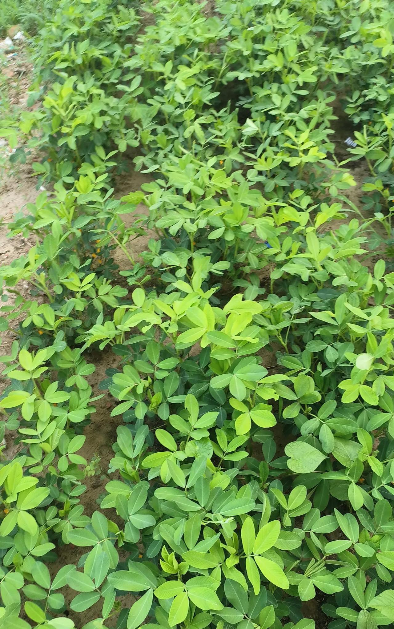 昨天下午邻居给花生苗打药，说是花生苗疯了，我很纳闷，花生苗怎么还能疯呢？原来最近