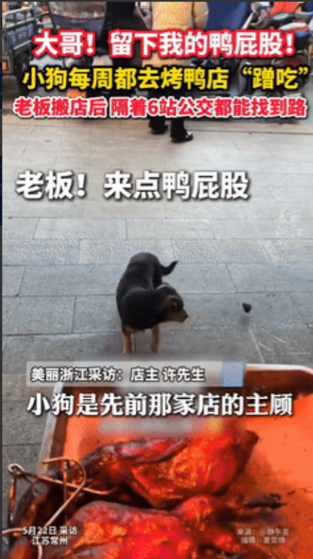 “泪目了！”5月22日，小狗每天去烤鸭店蹭鸭屁股吃，老板搬新店后2年没再见，可就