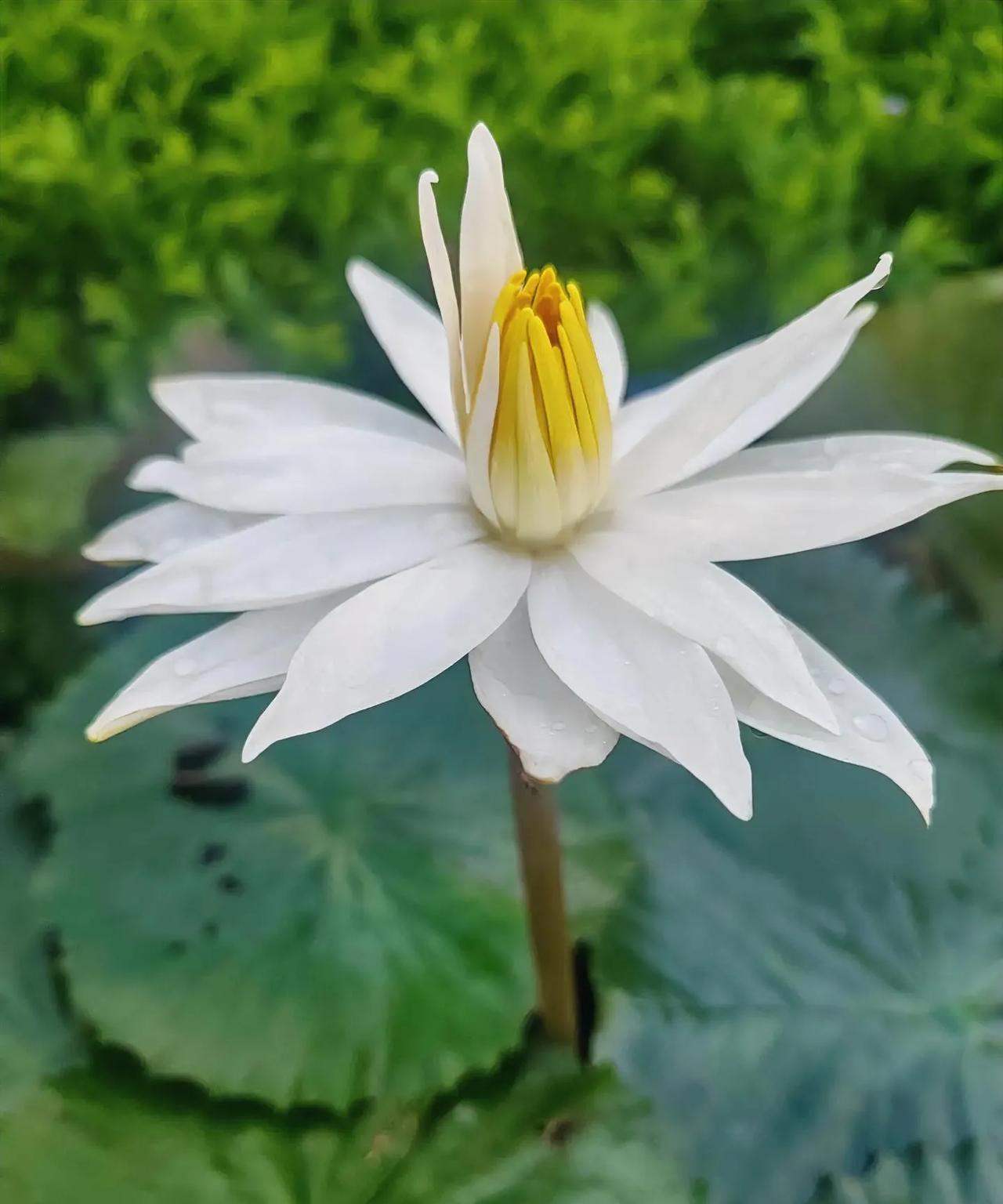 世间花叶不相伦，
花入金盆叶作尘。
惟有绿荷红蕡萏，
卷舒开合任天真。