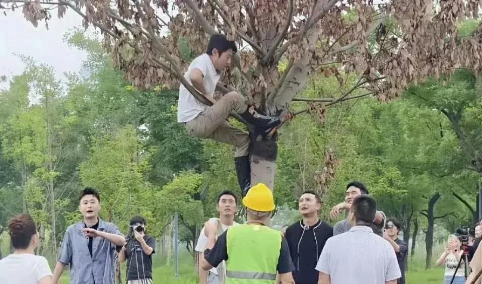 #撒贝宁50岁的人三秒钟上树# 撒贝宁居然爬树了！这也太拼了吧，树下的沙溢和尼格