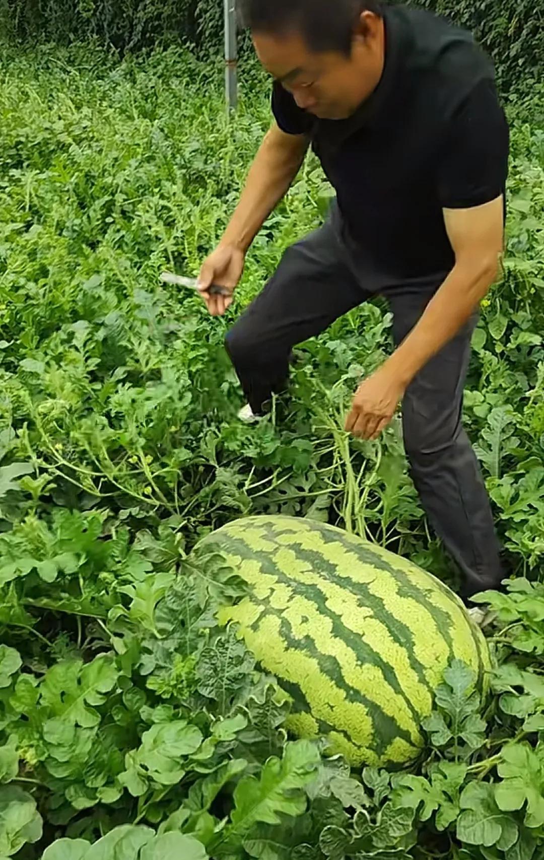 以后千瓦别买这个瓜了，吃了就拉肚子，拉完肚子就感冒。
昨天买的甜瓜是博洋 9 号