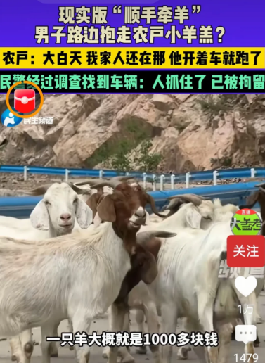 “我认为这是抢劫！”河南济源，王先生气愤地说，他们家的羊在路边吃草时，一辆白色越