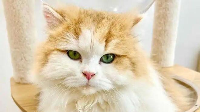 宠物消费坑很多：你买的宠物粮和玩具，真的安全吗？