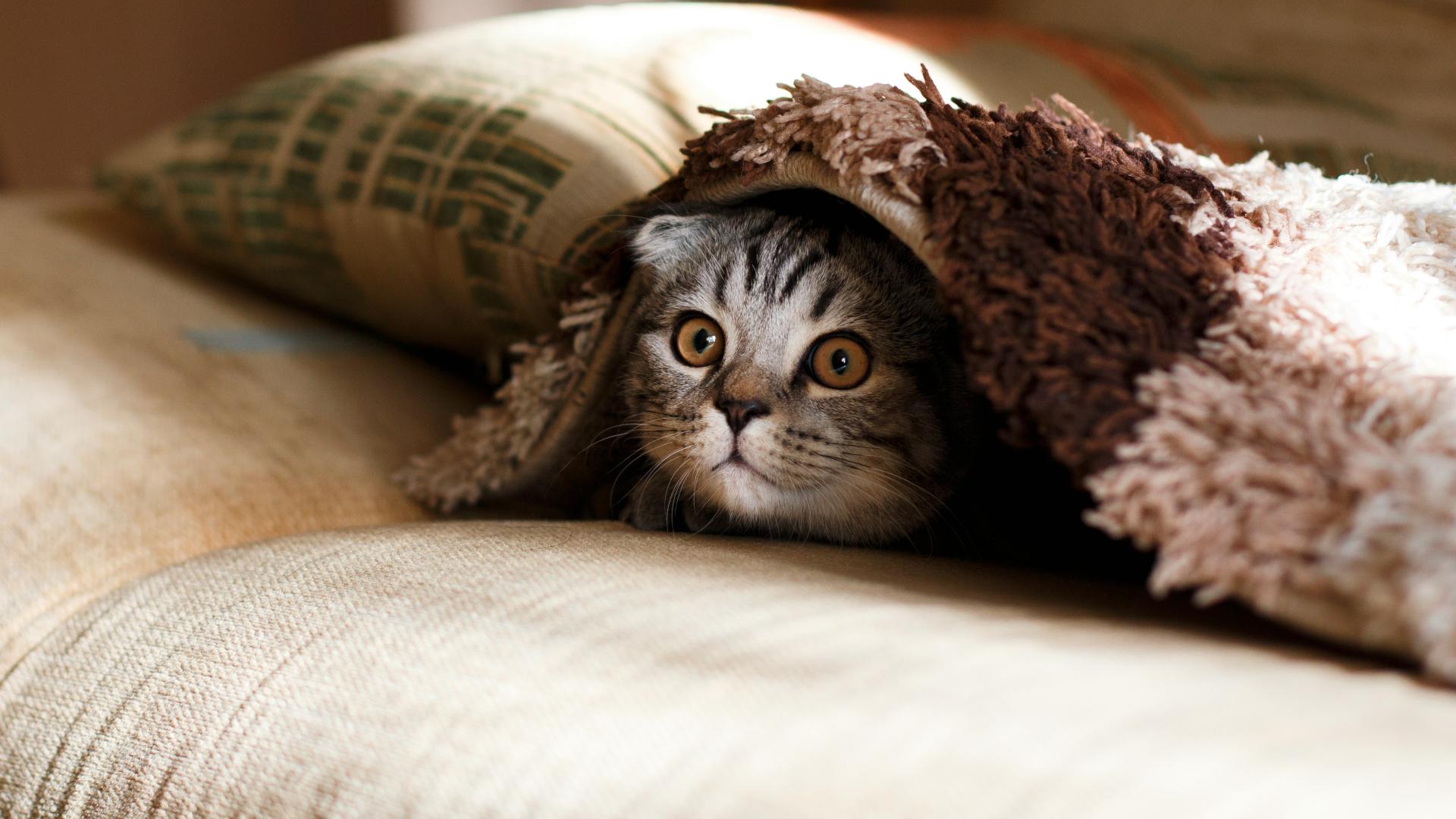 我优化流程省下100小时，却被领导质疑在摸鱼