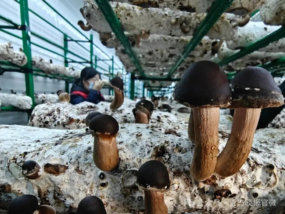 一公斤150元！口感鲜嫩、香味独特！“菌中之王”在青岛量产