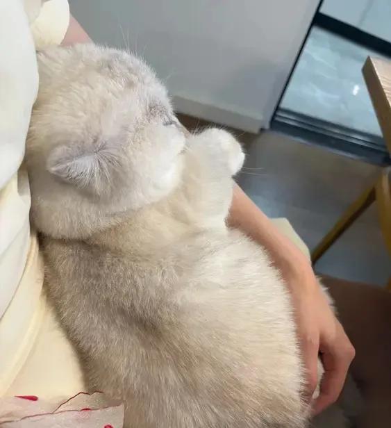 进门换拖鞋抱猫
每天下班都是这个流程
这套动作已经熟练到不行
我的猫也很自觉
打