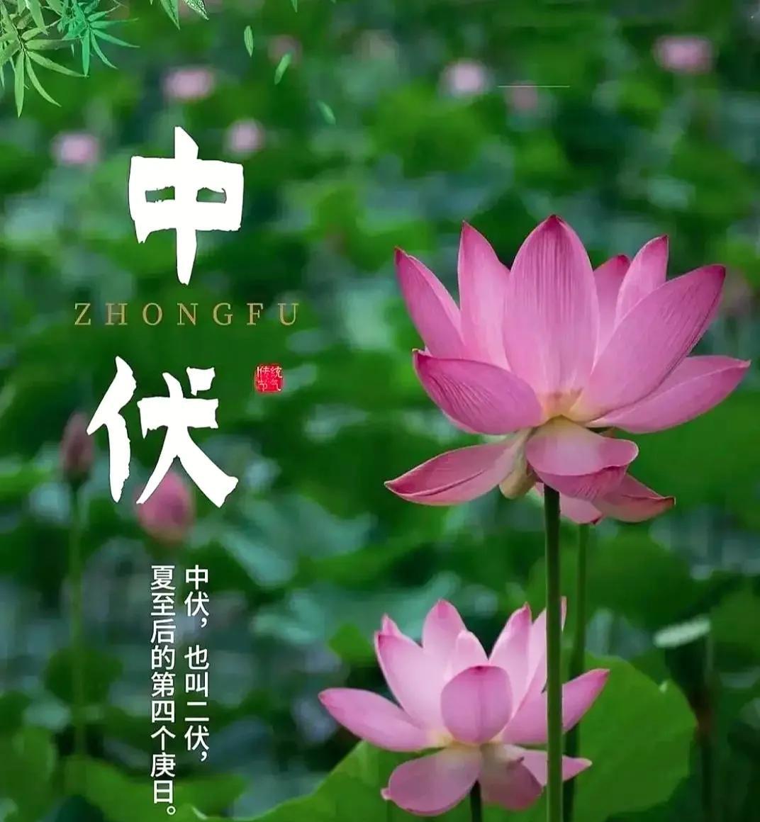 今日中伏。中伏也叫“二伏”。夏至后的第四个庚日。
愿您和家人在中伏时节里福气满满