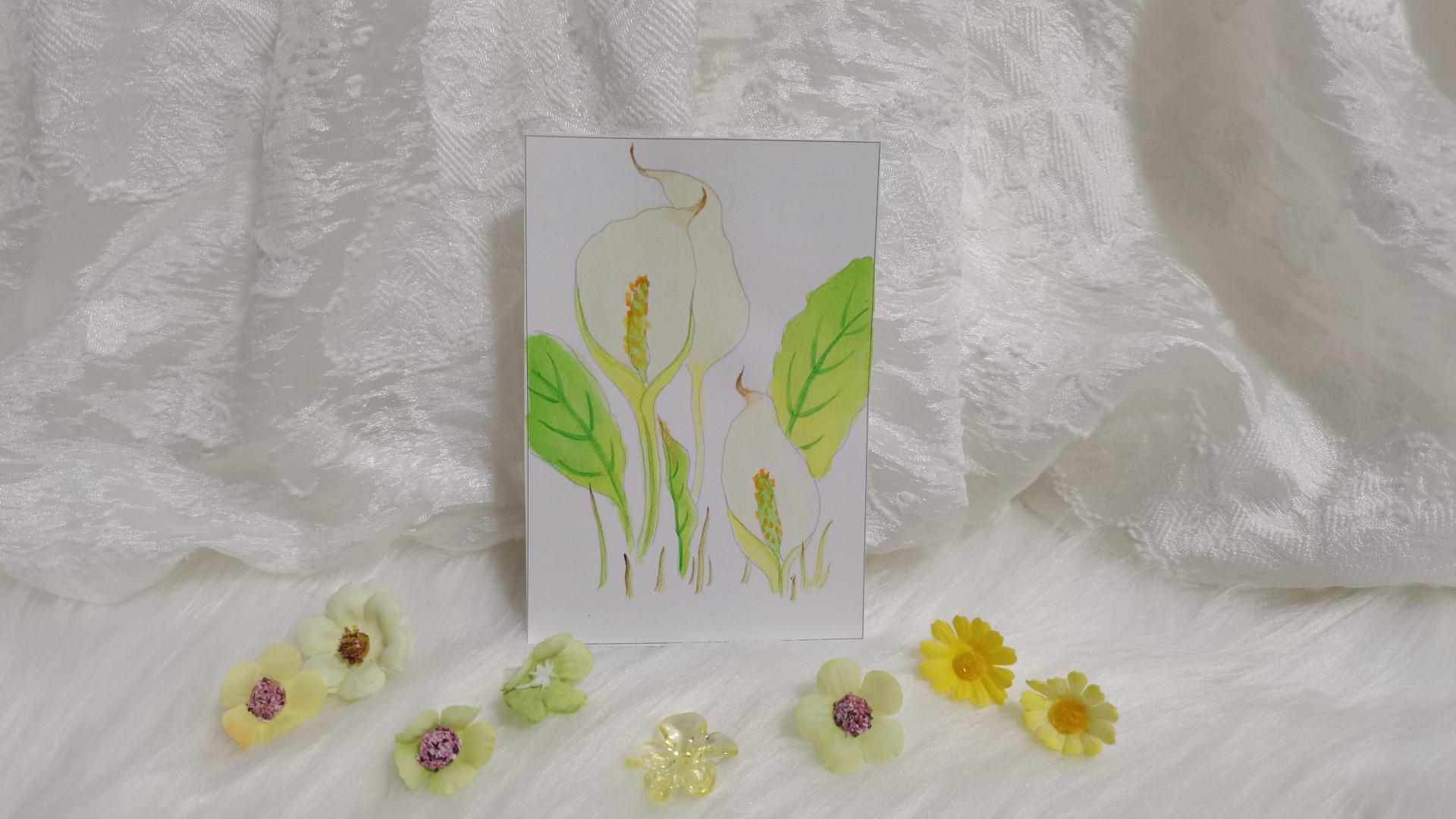 34 水芭蕉（绘画 水彩 果花甘06）