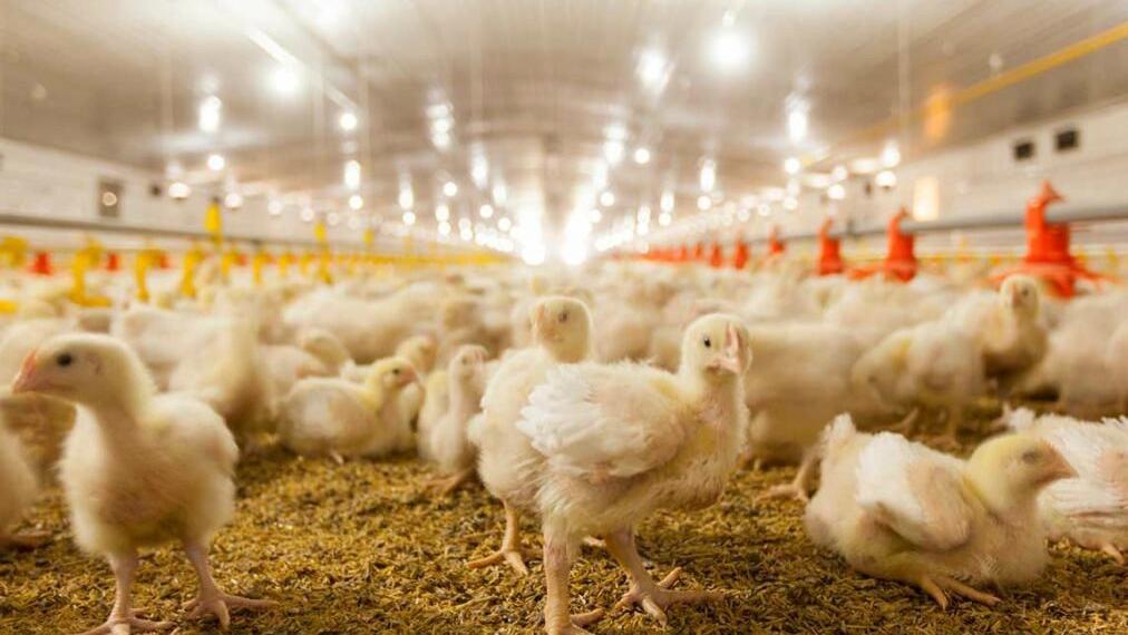 破解耐药性难题！二甲酸钾 4 大核心价值，重新定义肉鸡养殖技术标准