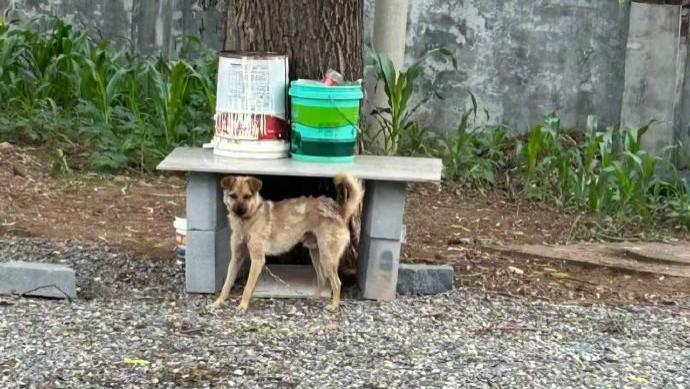 我怕狗，怕得要命！