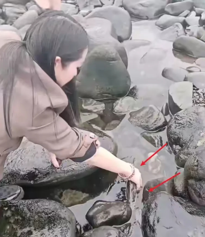广西桂林，有一位村民牵牛到河边喝水，发现有三名年轻女子在河边抓鱼，她们站在浅水滩