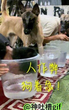 人狗憋气大赛：狗狗和2个小伙子同时比赛水里憋气，忽然，狗子发现旁边的小伙作弊，狗