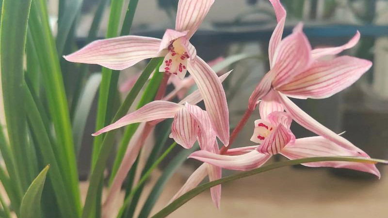 养兰为什么要选择自然兰园的兰花