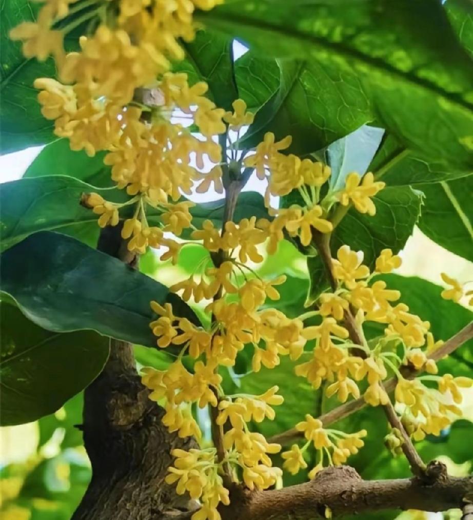 “秋风起，满城尽是桂花香。
          秋天的浪漫，是桂花给的。”