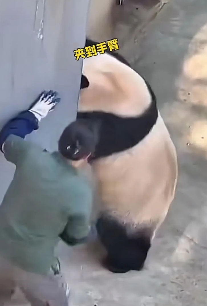四川的大熊猫馆内，一个女饲养员打扫完大熊猫馆卫生后，准备关铁门，不小心夹到一头大