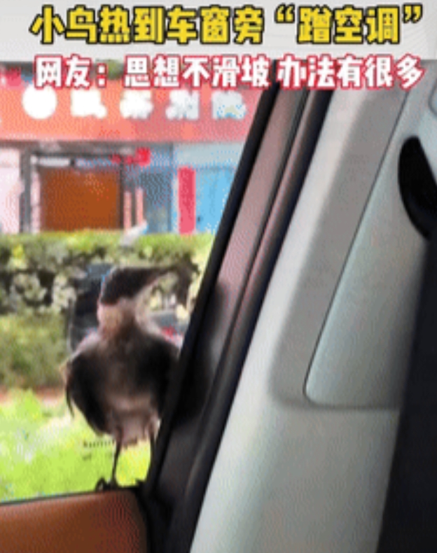 “太有灵性了！”陕西，一只小鸟停在了车窗前，车主猜测它想蹭空调，于是就随口说了一