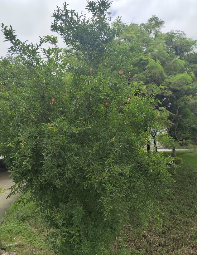 世间百态，无奇不有。偷东西受伤，反而索赔主人家？
近日，广西男子王某在梨园偷摘梨