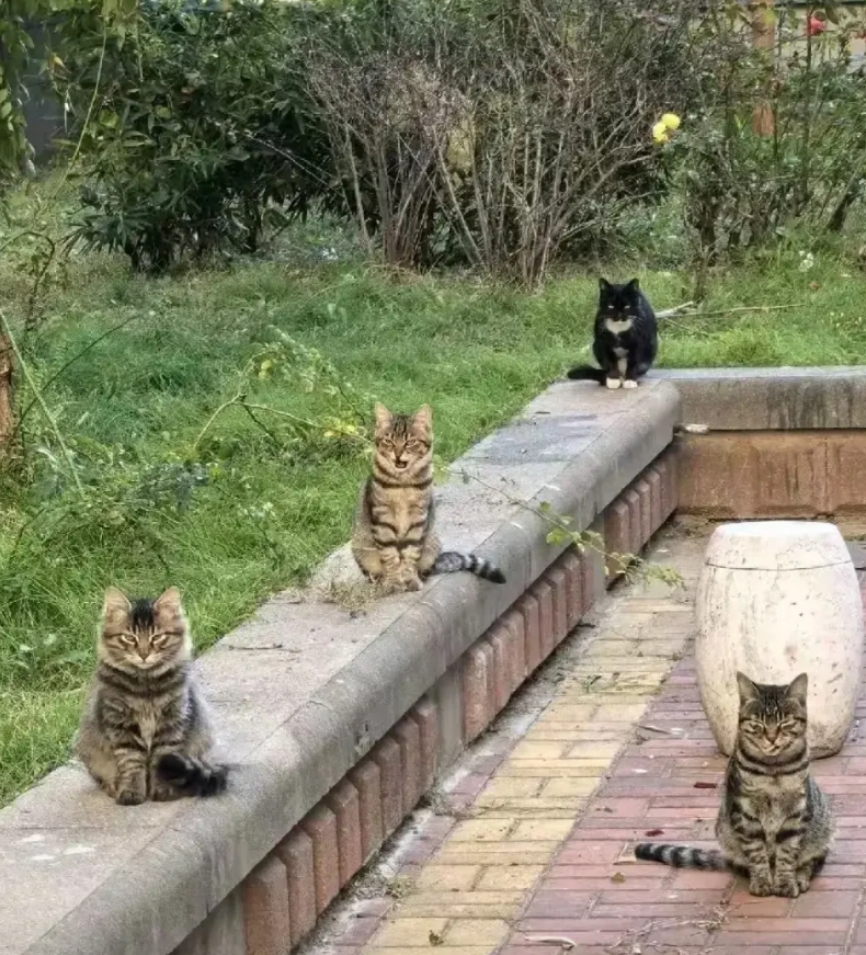 我有一种预感，三亚以后流浪猫会变多了

不是因为丢猫的人少了，也不是相关部门不管