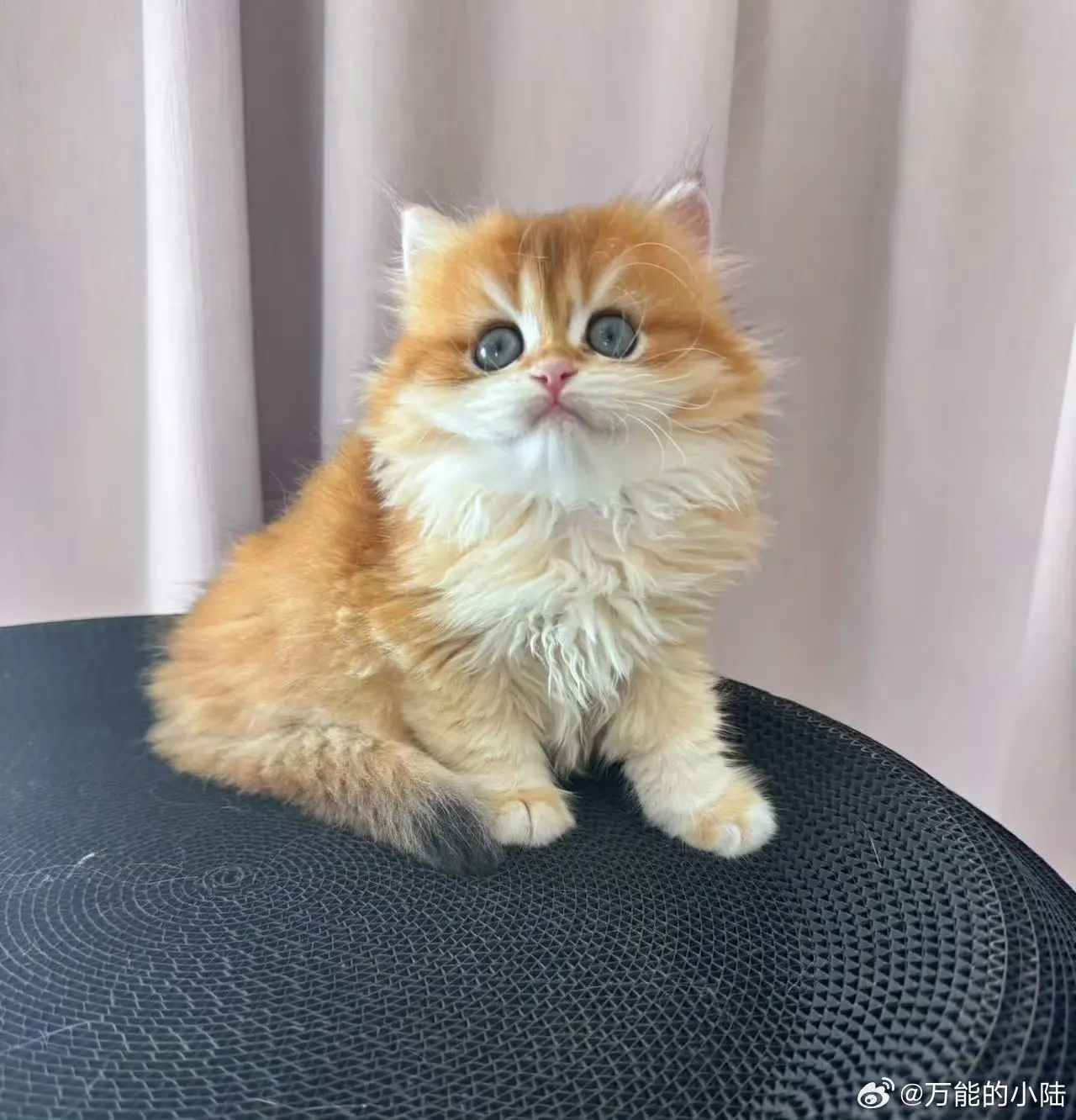 这只猫要卖3000块钱一只
大家觉得贵吗？不过挺漂亮的