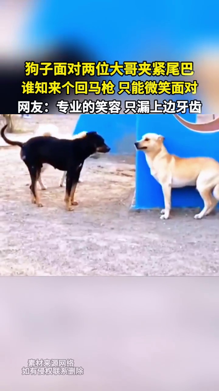 狗子面对两位大哥夹紧尾巴 谁知来个回马枪 只能微笑面对 网友：专业的笑容，只漏上