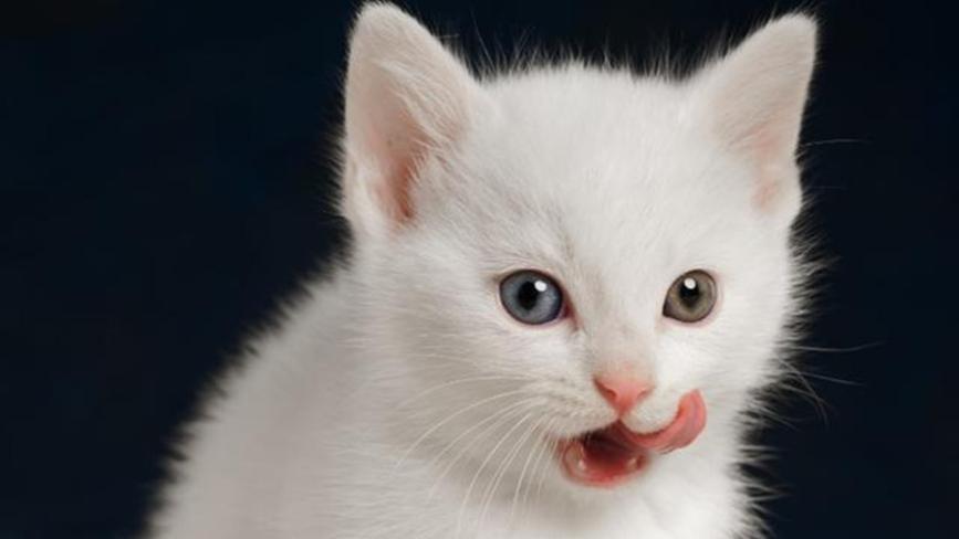 主食猫罐头哪种猫咪爱吃? 三款适口性高的热门猫罐头推荐！