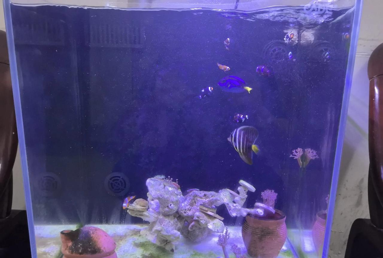 海螺还是有效果的