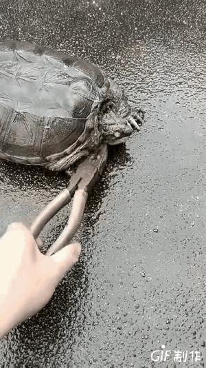 嘴的确快有这个钳子硬吗。