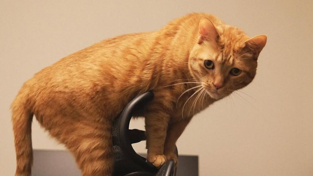 猫咪便便突然变臭的4个常见原因，怎么帮它“止臭于未然”