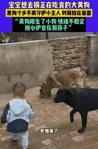“太有灵性了”！蹒跚学步的宝宝想去摸正在吃食的大黄狗，大黄狗刚生小狗，怕大黄狗情