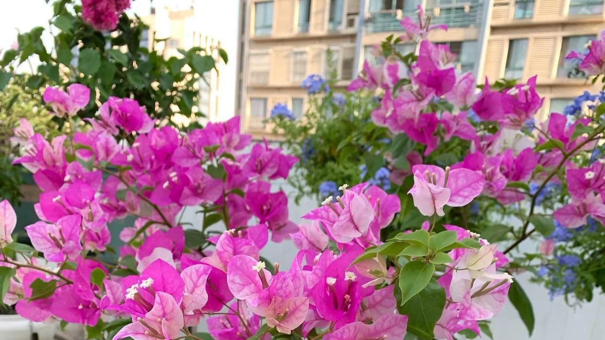 在院子里种植四种花卉，不仅花色艳丽还能大量开花，你知道是哪四种吗？