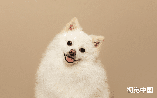 化身成狗后，我抓住窃国叛徒