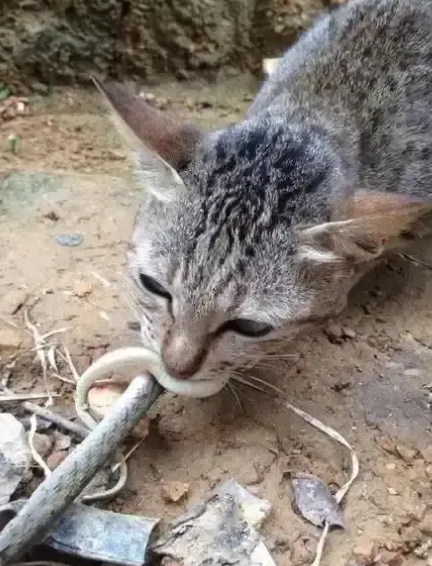 不得不说，小区里流浪猫的命是蛇给的。