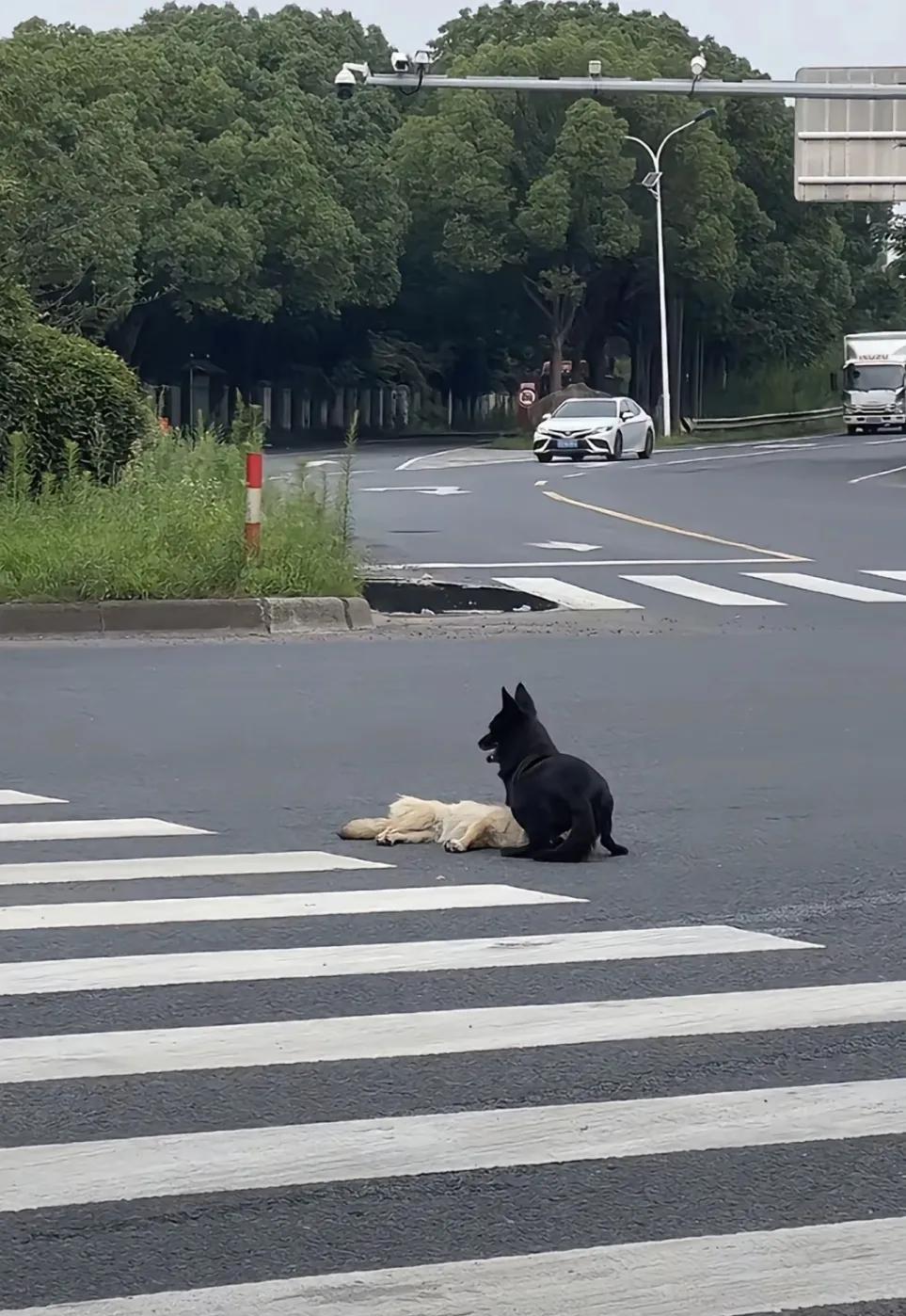 看哭了！小白狗不知什么原因在路中间身亡，小黑狗不离不弃甚至用身体护住小白的头，这