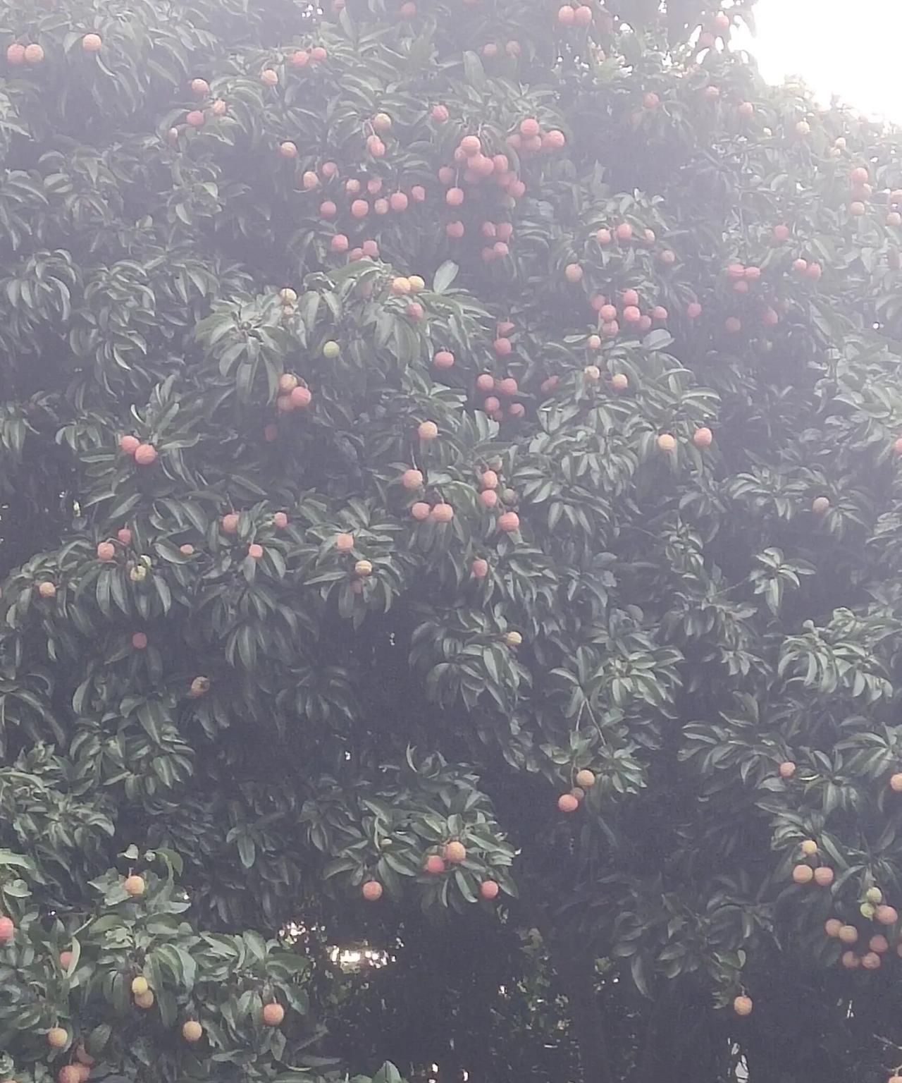 《长安的荔枝》播完了，我家的荔枝还没有熟完，去年的荔枝不结果，今年的荔枝大丰收，