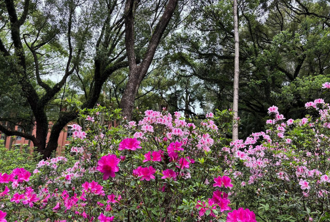 在那明媚温暖的春天里，与好友一同漫步花海，尽情地赏花晒太阳，实在是惬意又快乐。