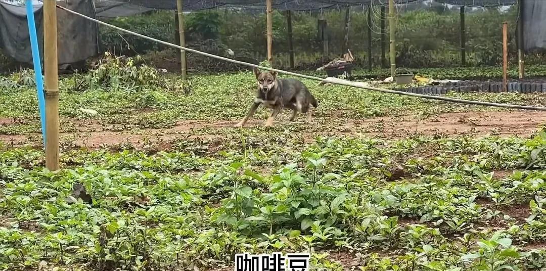 阿彪，你不是狗，你是真狗！
记得有一期视频，小依、阿彪从三合院回到咖啡园，死了一