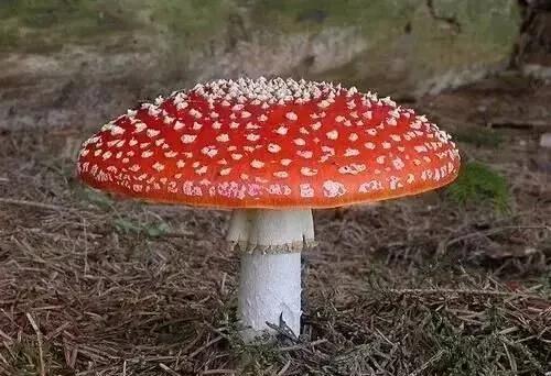 红伞伞，白杆杆，吃完一起躺板板……，这首云南童谣的完整版，简直让人笑出鹅叫！寓教