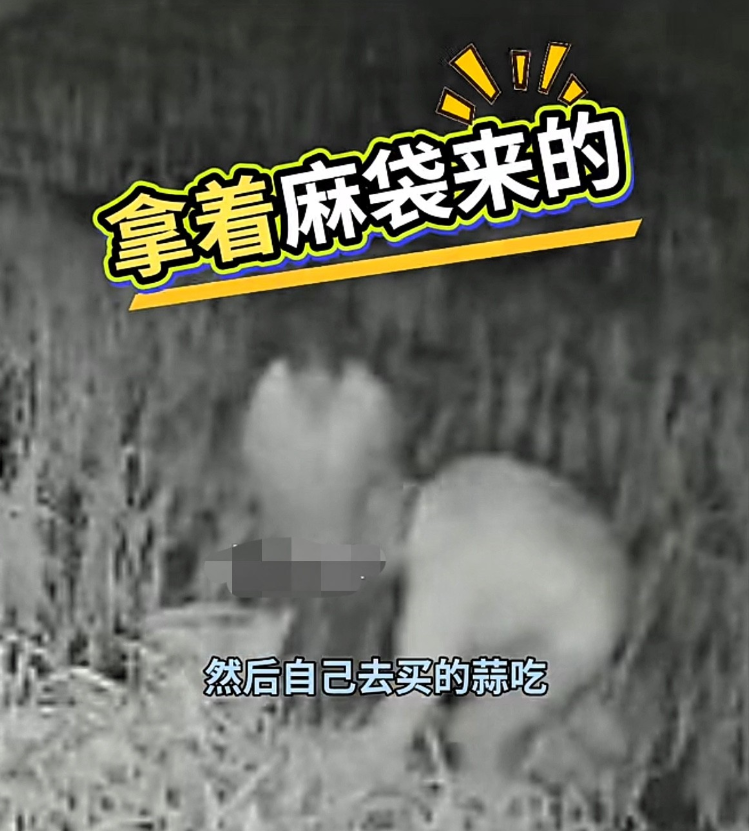 “太缺德了！”山东烟台，70多岁老人辛苦种蒜，却连续被偷了3年，一气之下，女儿在